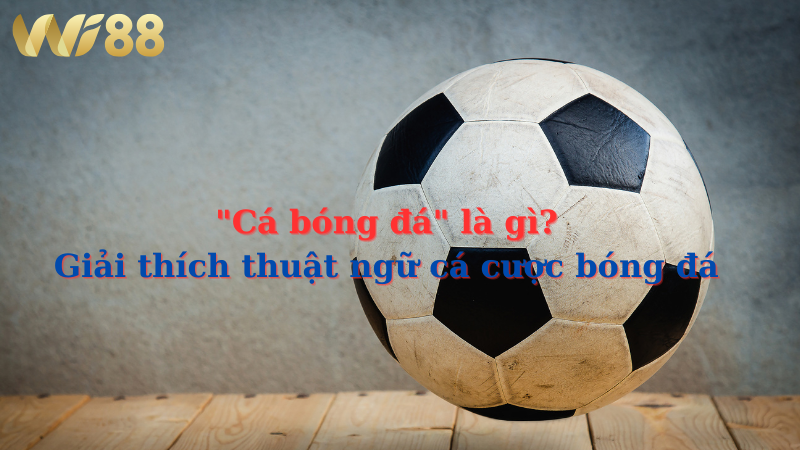 "Cá bóng đá" - Khái niệm cơ bản cho người mới